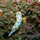 Image for article titled Striking Photographs Of Sea Slugs Expose The Alien World Under the Sea